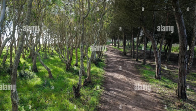 Trilho Ambiental do Castelejo