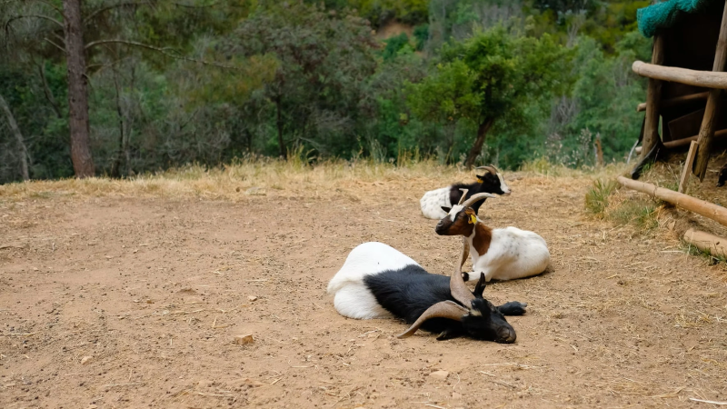 Foto da atividade Parque da Mina, Monchique