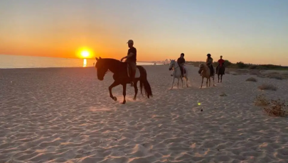 Algarve Lusitano Horses