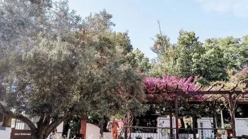 Quinta Pedagógica dos Olivais – photo 8