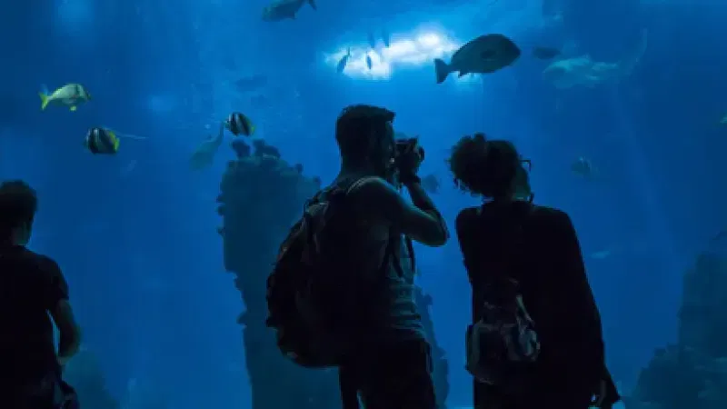 Foto da atividade Oceanário de Lisboa