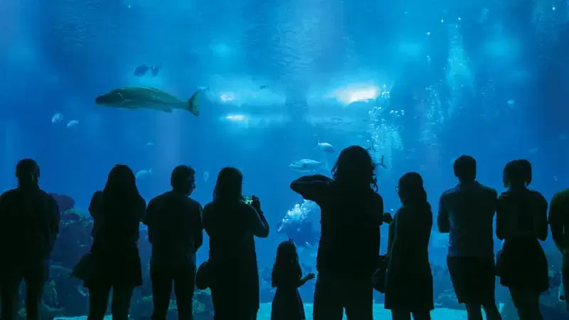 Foto da atividade Oceanário de Lisboa