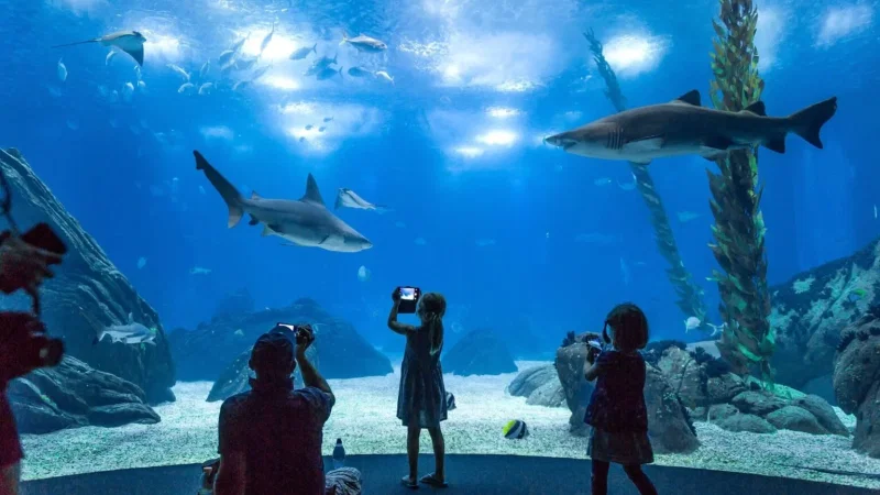 Oceanário de Lisboa – photo 10