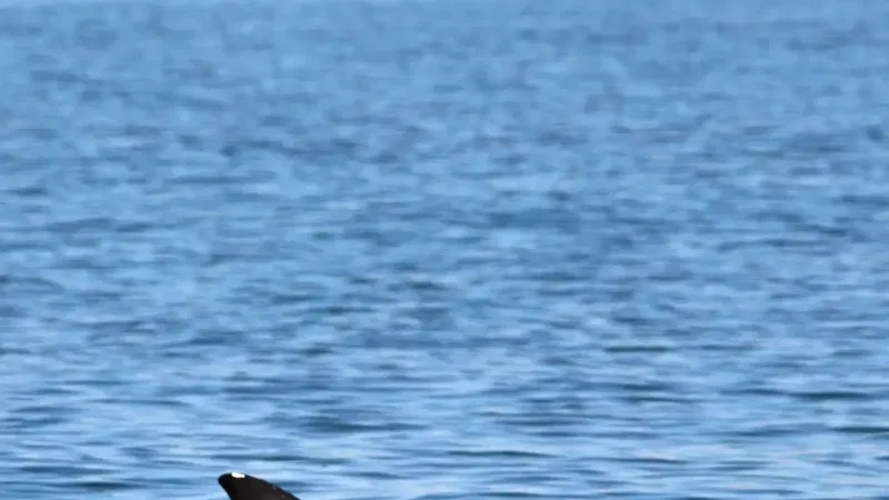 Foto da atividade Dolphin Explorers