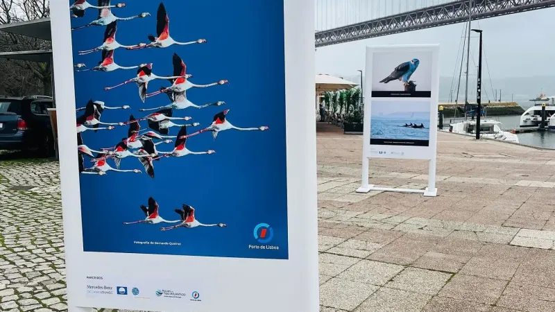 Foto da atividade Dolphin Explorers