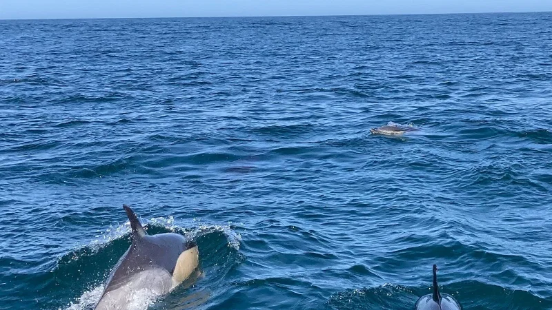 Dolphin Explorers – photo 2