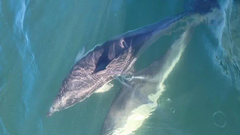 Dolphin Explorers – photo 4