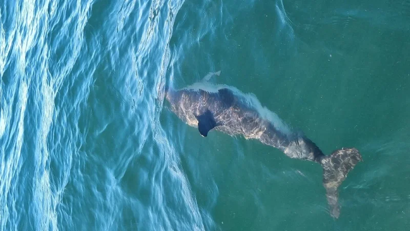 Dolphin Explorers – photo 5