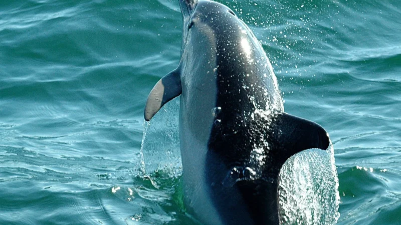 Dolphin Explorers – photo 6