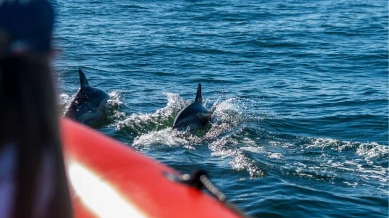 Dolphin Explorers – photo 7