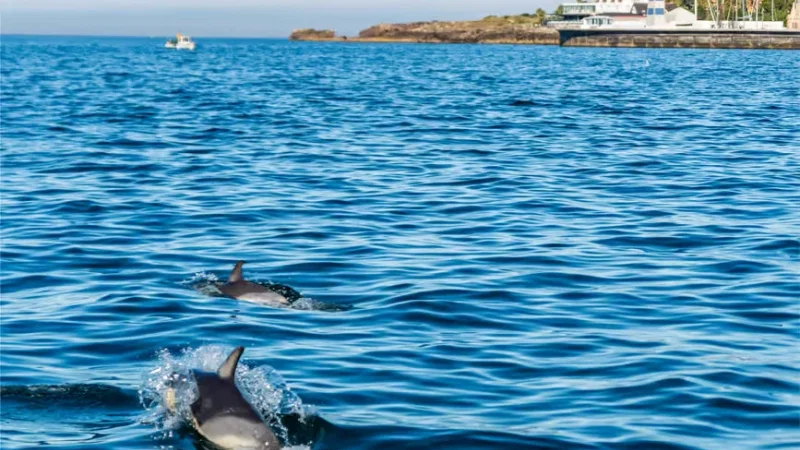 Dolphin Explorers – photo 10