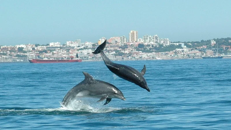 Dolphin Explorers