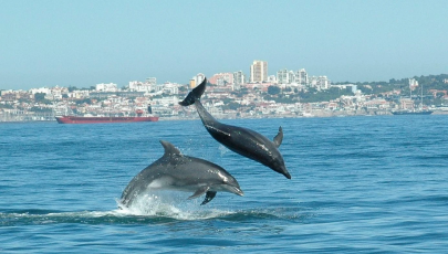 Dolphin Explorers