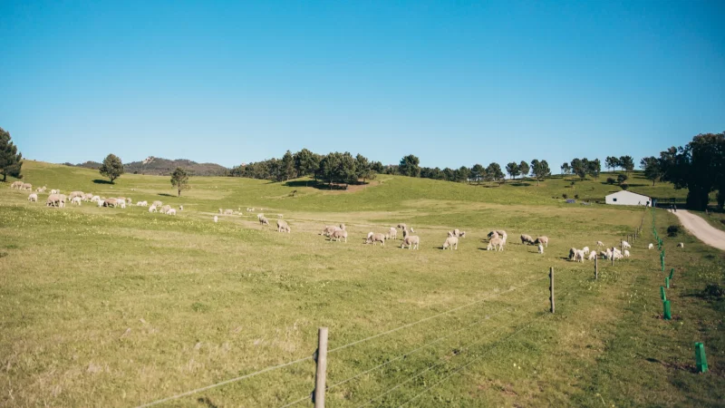 Quinta do Pisão – photo 4