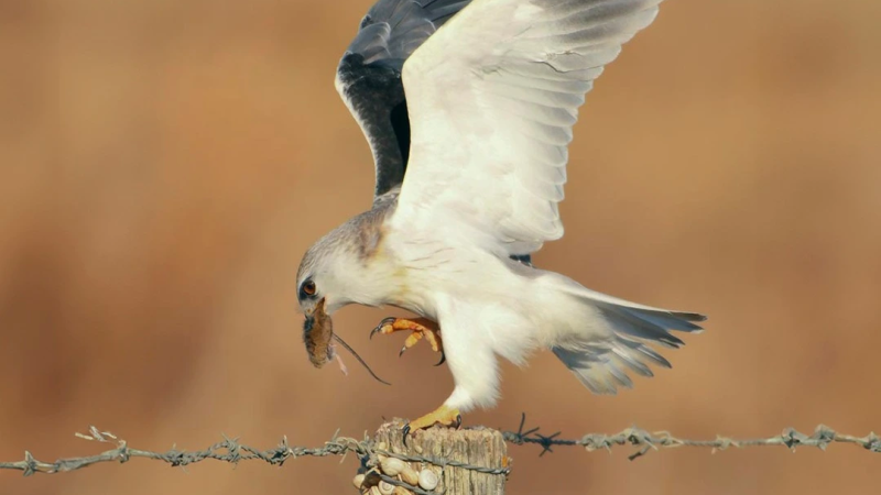 Foto da atividade EVOA - Espaço de Visitação e Observação de Aves