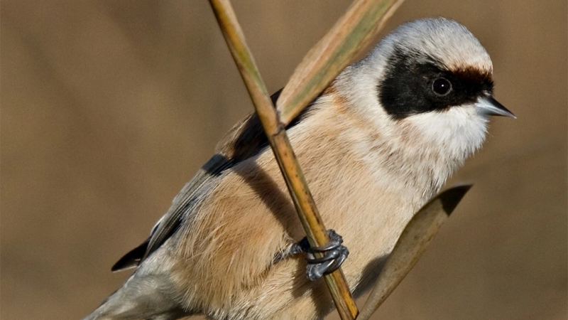 Foto da atividade EVOA - Espaço de Visitação e Observação de Aves