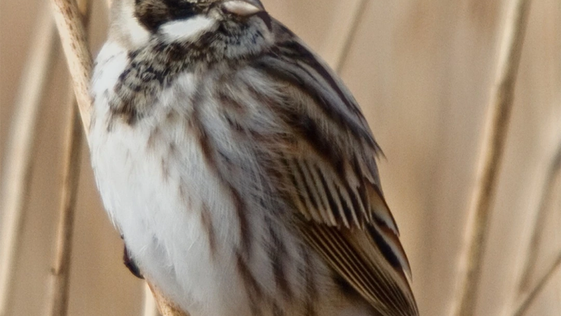 Foto da atividade EVOA - Espaço de Visitação e Observação de Aves