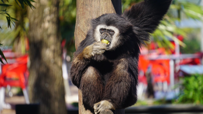 Foto da atividade Zoo da Maia