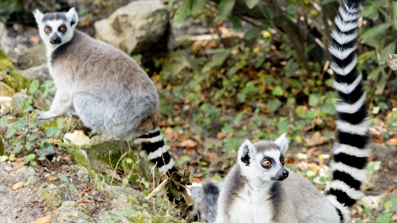 Foto da atividade Zoo da Maia