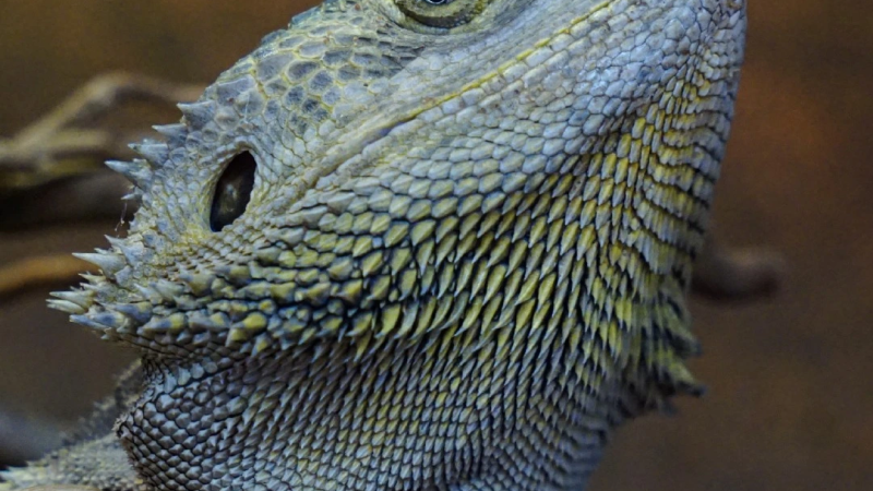 Foto da atividade Zoo da Maia