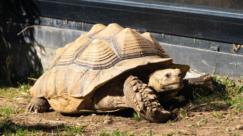 Foto da atividade Zoo da Maia