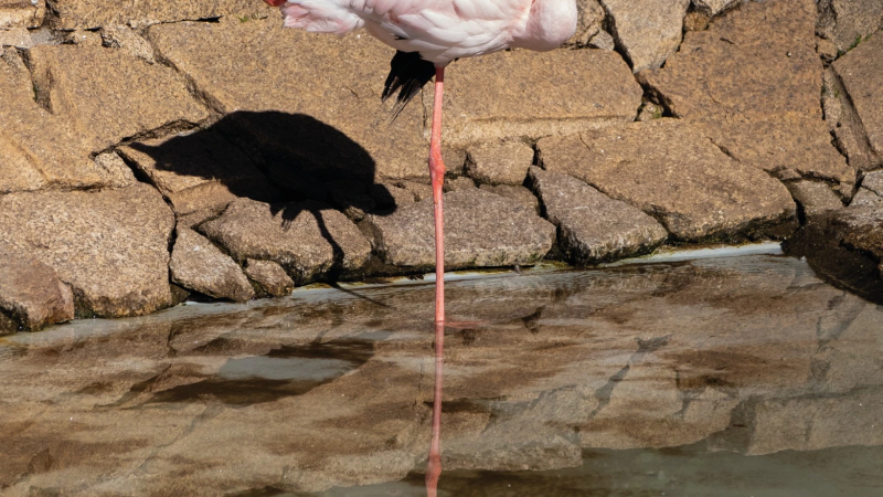 Foto da atividade Zoo da Maia