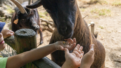Zoo da Maia