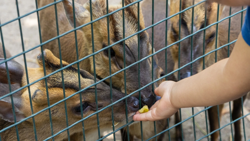 Foto da atividade Zoo da Maia