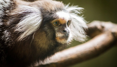 Zoo da Maia