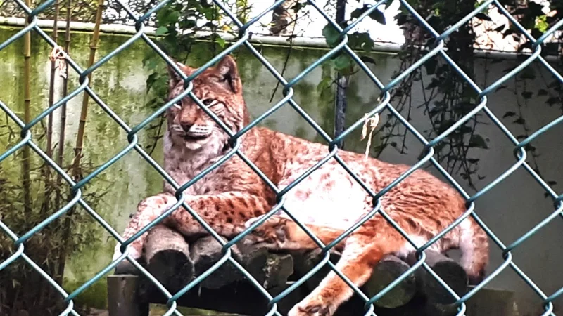 Zoo da Maia – photo 3