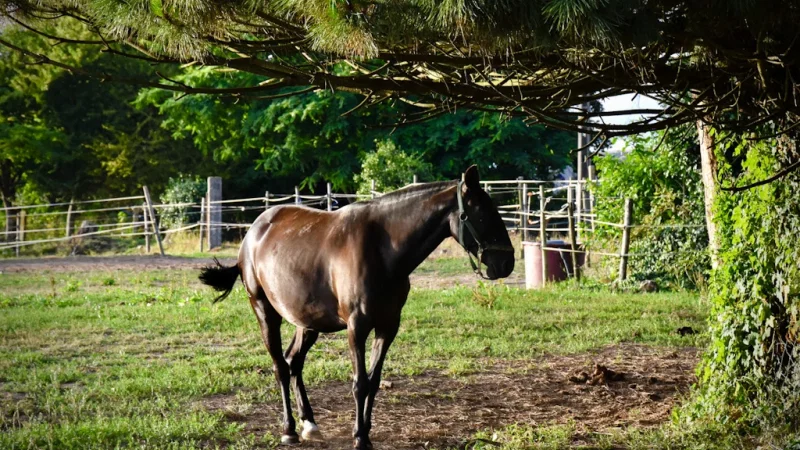 Ecocaminho da Maia – photo 2