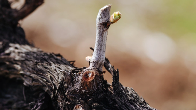 Foto da atividade Quinta da Lixa - Vinho Verde