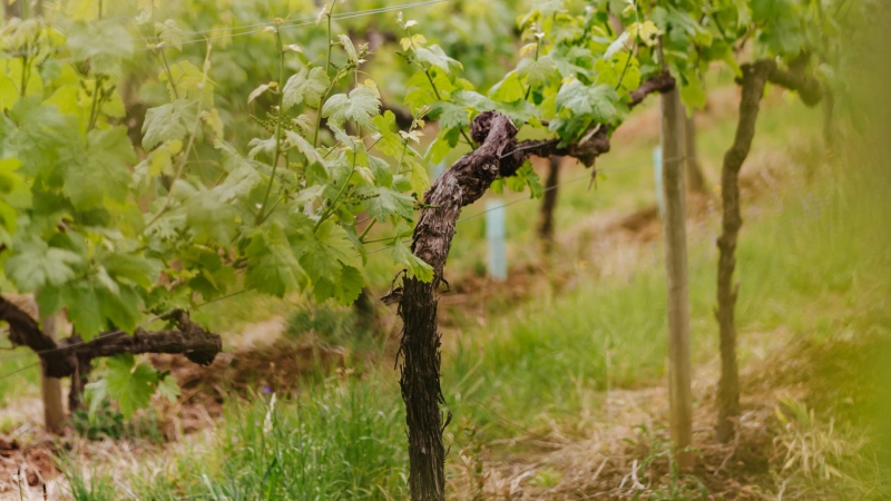 Foto da atividade Quinta da Lixa - Vinho Verde