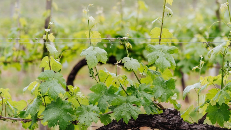Foto da atividade Quinta da Lixa - Vinho Verde