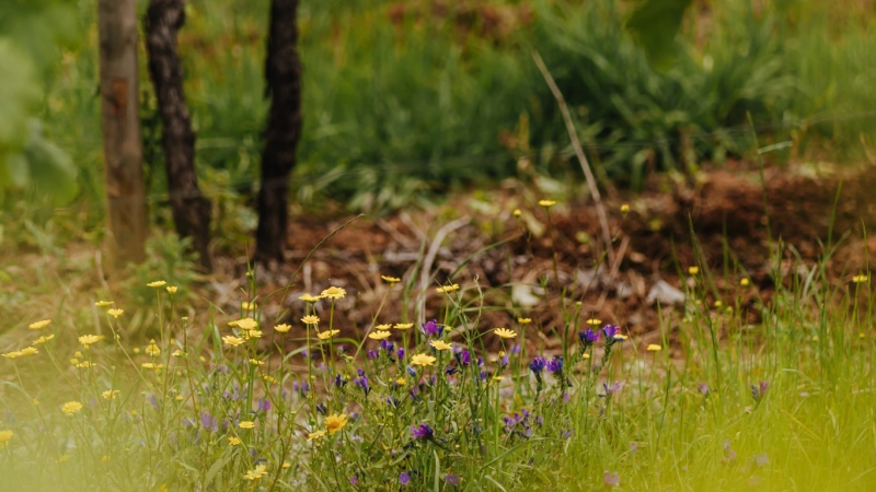 Foto da atividade Quinta da Lixa - Vinho Verde
