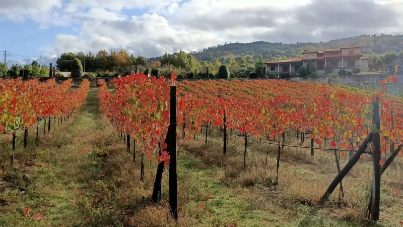 Foto da atividade Sapateiro - (Vineyard & Winery)