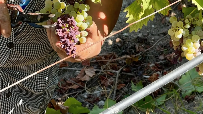 Foto da atividade Sapateiro - (Vineyard & Winery)