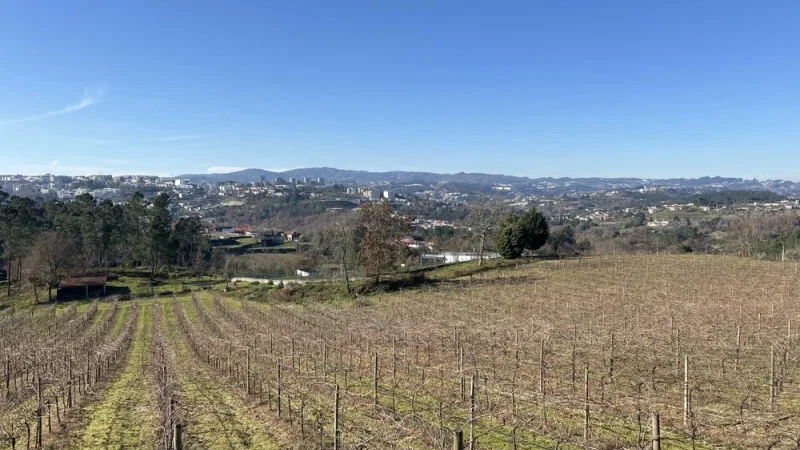 Sapateiro - (Vineyard & Winery) – photo 3