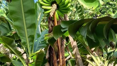 Museu da Banana da Madeira - BAM