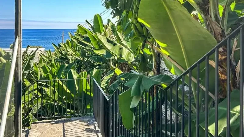 Museu da Banana da Madeira - BAM – photo 14