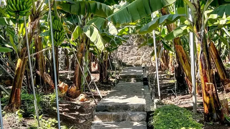 Museu da Banana da Madeira - BAM – photo 16