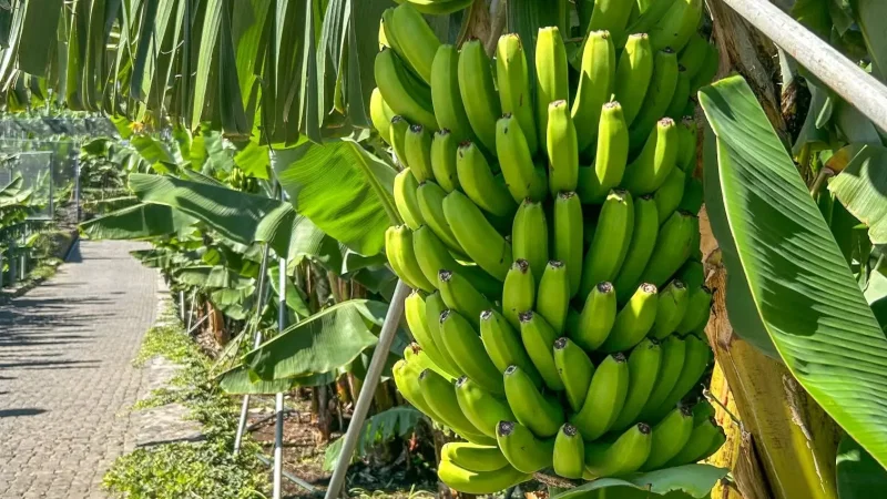 Museu da Banana da Madeira - BAM – photo 15