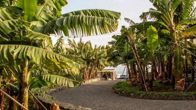 Museu da Banana da Madeira - BAM – photo 19