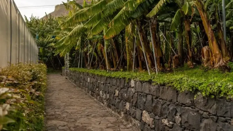 Museu da Banana da Madeira - BAM – photo 20