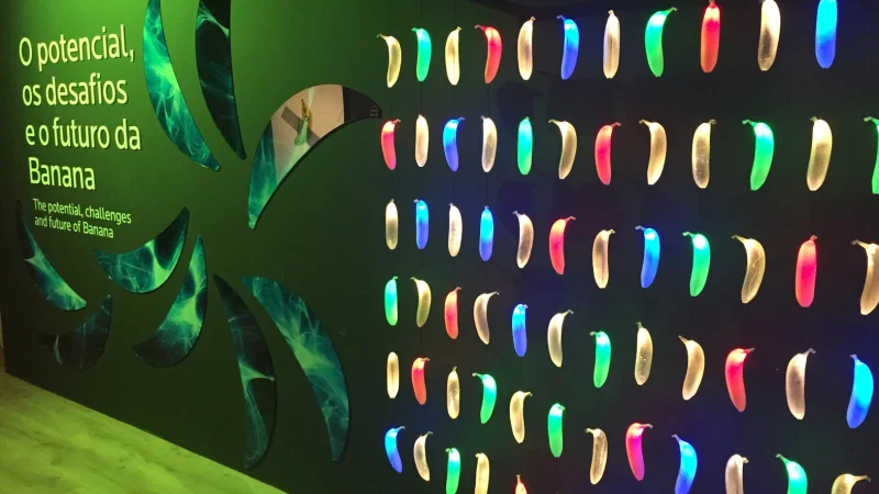 Museu da Banana da Madeira - BAM – photo 6