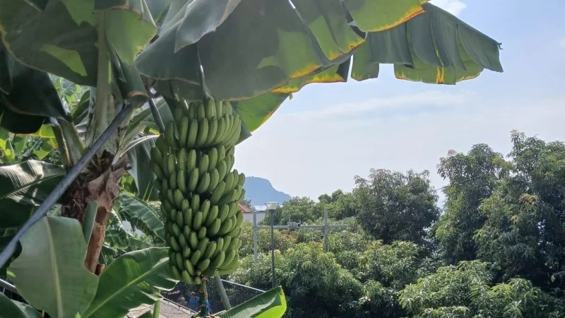 Museu da Banana da Madeira - BAM – photo 3