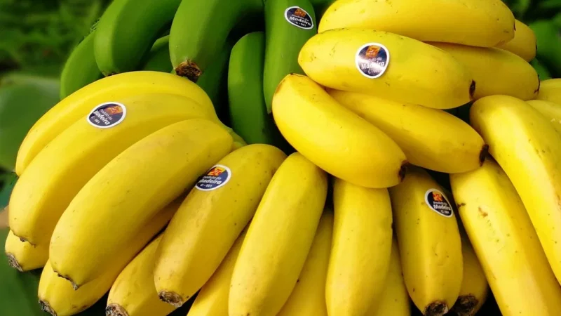 Museu da Banana da Madeira - BAM – photo 4
