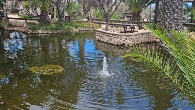 Quinta das Palmeiras – photo 4