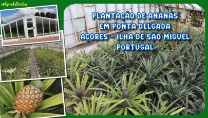 Plantação de Ananás dos Açores