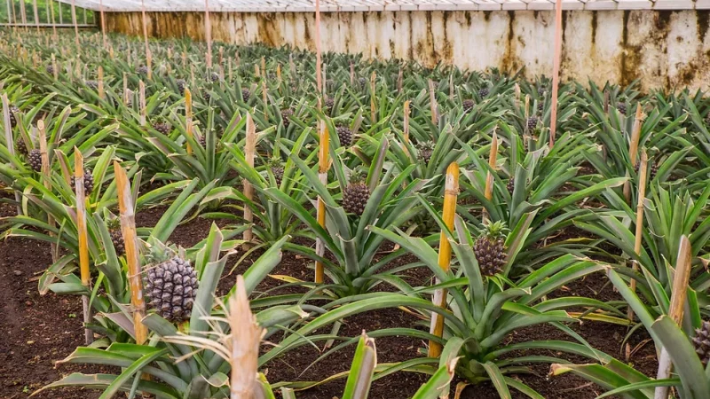 Plantação de Ananás dos Açores – photo 8